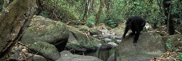 Mahale Mountains National Park