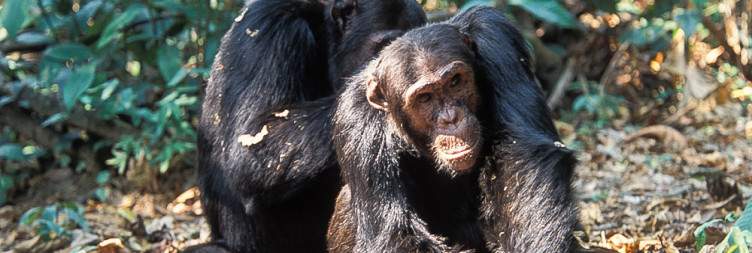 Chimpanzee Tracking & Sunset Boat Cruise