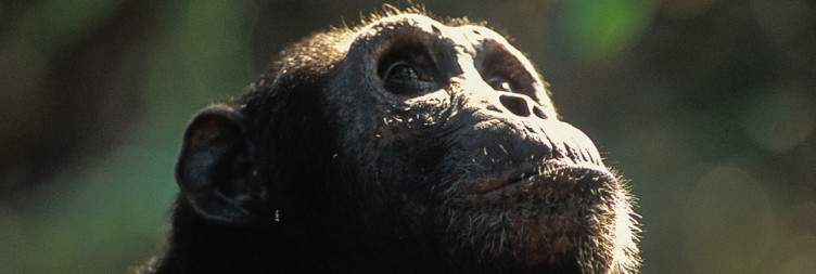 Mahale Mountains National Park Chimpanzee Tracking