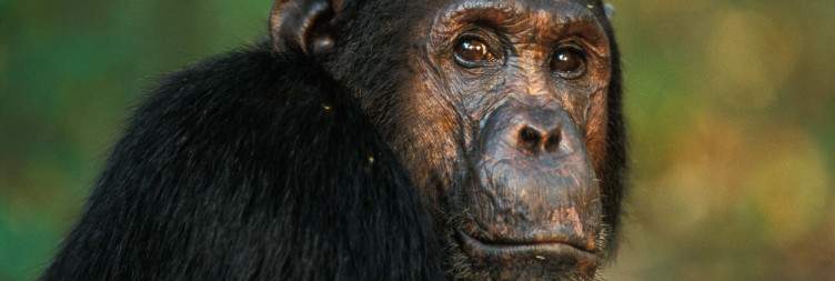 Chimpanzee Trekking