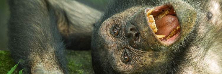 Kigoma - Mahale National Park
