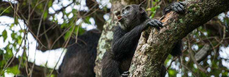 Mahale National Park - Kigoma Town