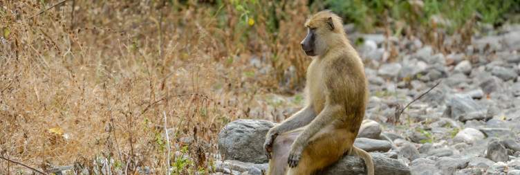 Trek to Nkungwe Summit via Muhesabantu & Ihumo Summits