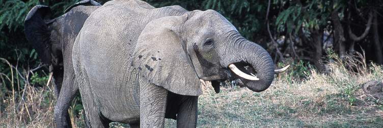Dar es Salaam - Mikumi National Park for Amazing guided Game drive & Overnight Stay