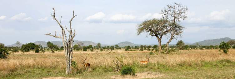 Safari in Mikumi National Park