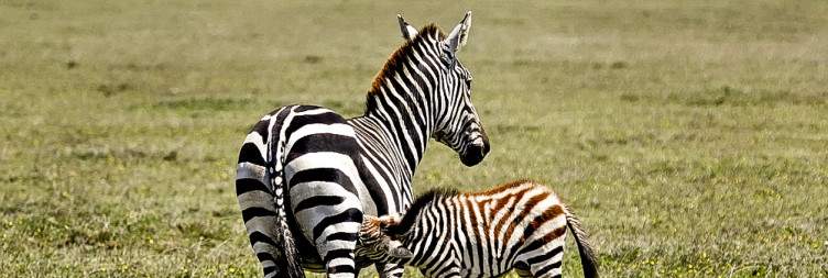 Mikumi National Park