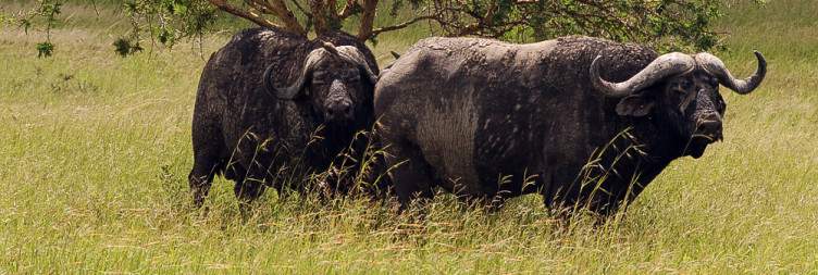 Dar Es Salaam to Morogoro by SGR, Then Transfer to Mikumi (Full-Day Game Drive)