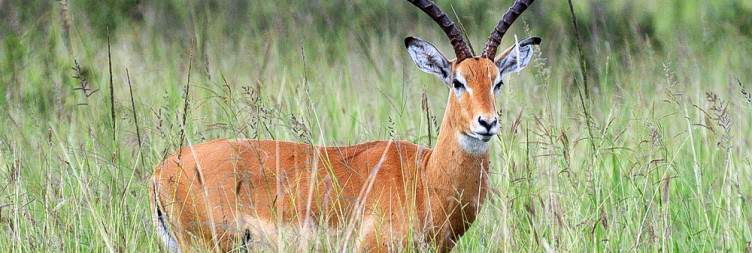 Mikumi National Park