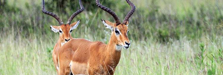 Full-Day Safari In Mikumi National Park