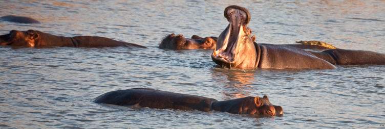 Mikumi National Park Game Drive
