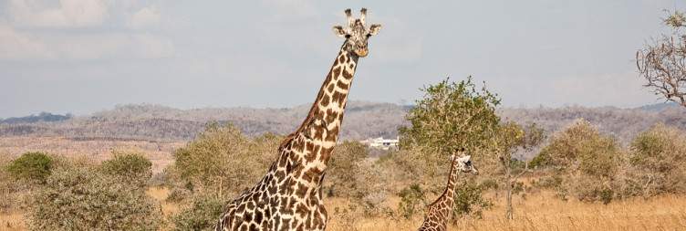 Dar es Salaam to Morogoro by Train - Half-Day Game Drive in Mikumi