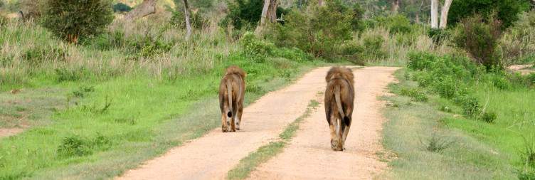 Village Tour then Return to Morogoro (SGR Train to Dar Es Salaam)