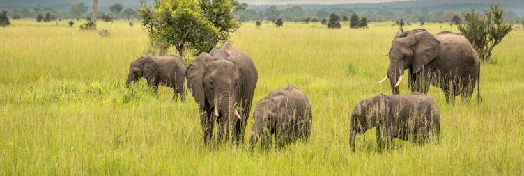 Dar Es Salaam To Mikumi National Park (Half-Day Game Drive)
