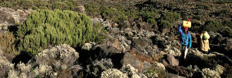 1st Caves Camp (2600m) – Kikelewa Cave (3600m) Hiking time: 6-7 hours Habitat: Moorland