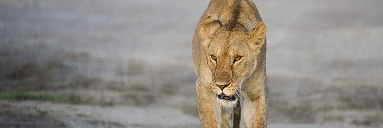 Serengeti – Ndutu Area