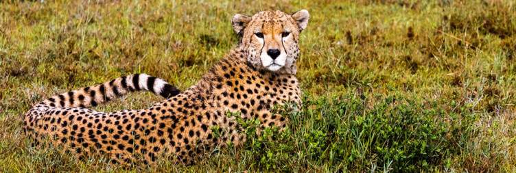 Central Serengeti – Ndutu Area (Southern Serengeti)