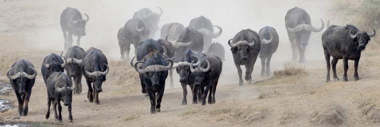 Game Drives in Ndutu Area