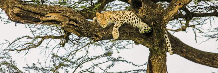 Ngorongoro to Ndutu, south of Serengeti National Park (80 km - 2-3 hrs)