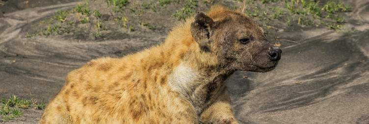 Ndutu Area for Great Migration