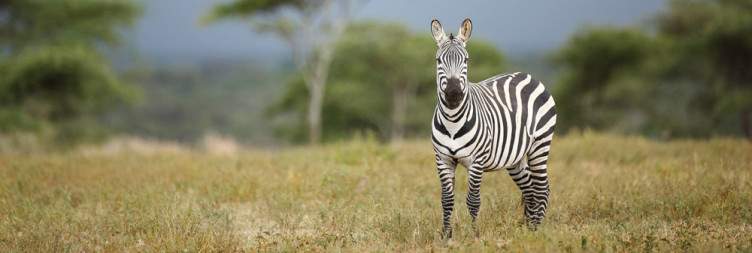 Central Serengeti to Southern Serengeti (Ndutu Plains)