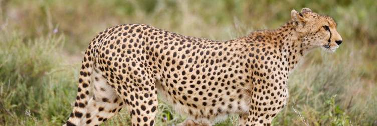 Ndutu to Ngorongoro Conservation Area