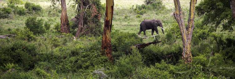 Lake Manyara to Ngorongoro Crater (80 km - 2-3 hrs)
