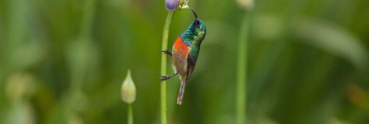 Serengeti - Ngorongoro