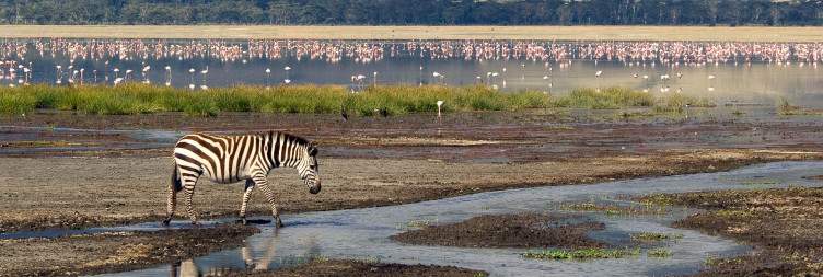 Wildlife-Rich Safari Across Serengeti Plains to Ngorongoro Conservancy