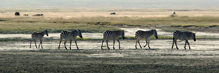 Ngorongoro Game Drive and Transfer to Arusha for Flight to Zanzibar
