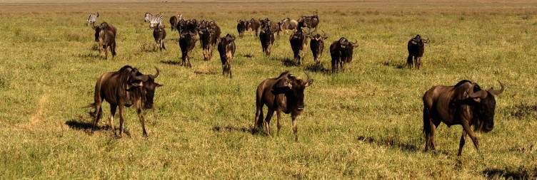 Ngorongoro to Arusha