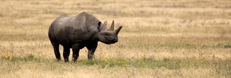 Ngorongoro Crater