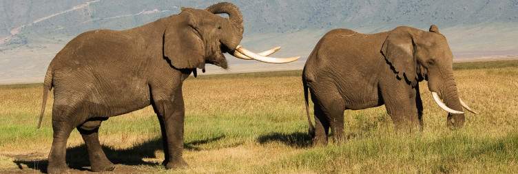Serengeti to Ngorongoro Crater