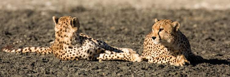 Ngorongoro Crater