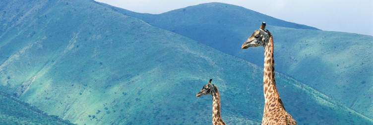 Ngorongoro Crater Tour (Ngorongoro to Arusha)