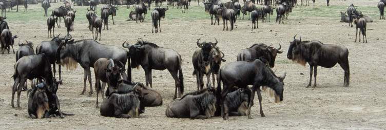 Ngorongoro Crater - Pink Flamingos and Black Rhinos