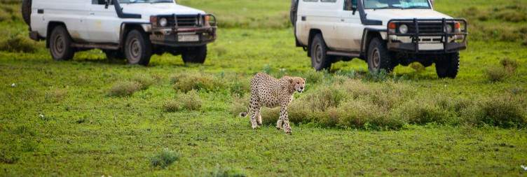 Serengeti to Ngorongoro Crater