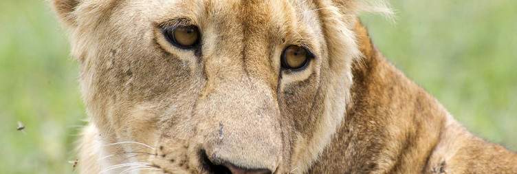 Game Drive Ngorongoro Crater and Transfer to Kilimanjaro Airport