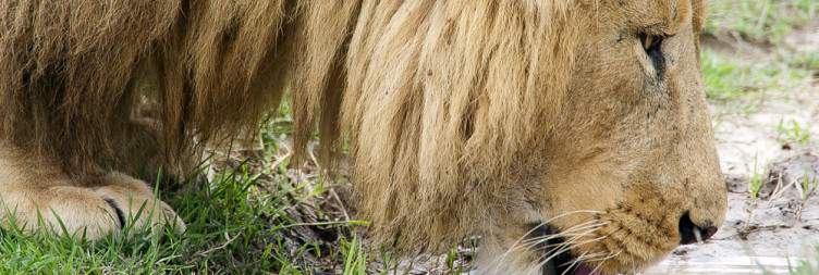 Ndutu to Ngorongoro Crater