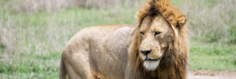 Serengeti National Park - Ngorongoro Crater