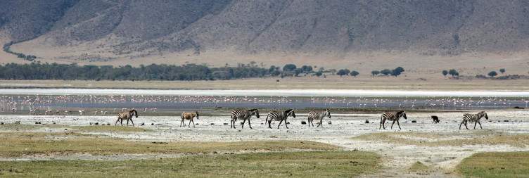 Ngorongoro Crater Adventure and Return Flight to Zanzibar