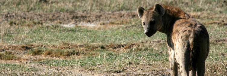 Ngorongoro Crater