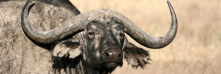 The Garden of Eden of Africa-Ngorongoro Crater