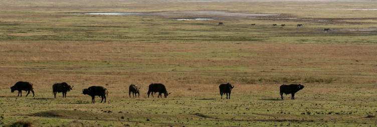 Ngorongoro Conservation Area