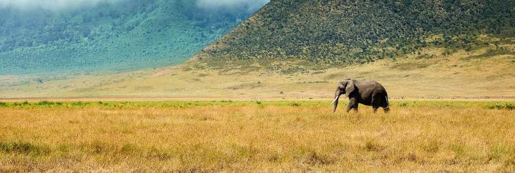 Serengeti - Ngorongoro Crater