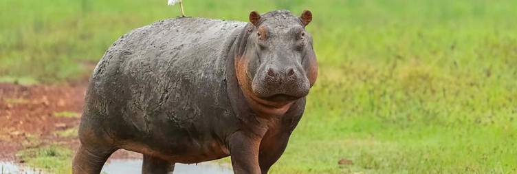 Ngorongoro Crater Exploration