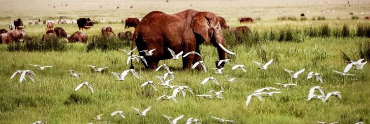 Serengeti to Ngorongoro Conservation Area