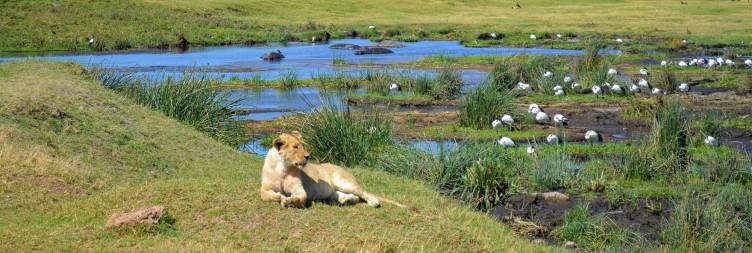 Ngorongoro Crater to Arusha