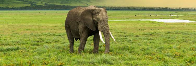 Ngorongoro Crater to Central Serengeti National Park