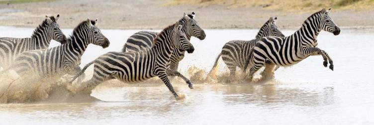 Central Serengeti- Ngorongoro Crater
