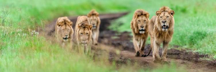 Ngorongoro Crater